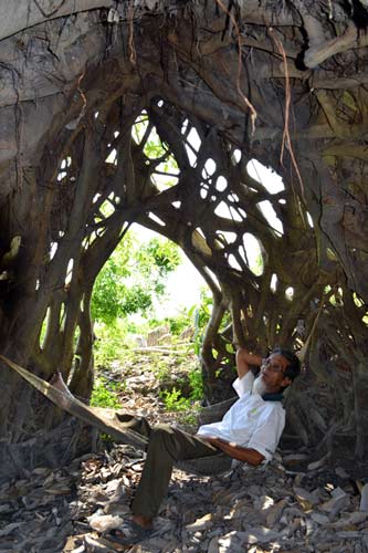 Bonsai, cây cảnh nghệ thuật, cay canh nghe thuat, cây thế, cay the, triển lãm cây cảnh nghệ thuật, trien lam cay canh nghe thuat